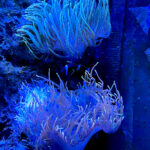 28.01.2023. Chrusty. Oceanika - zespół wielkoformatowych akwariów / Fot. Robert Felczak – Radio Kielce