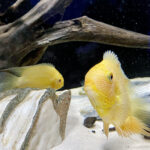 28.01.2023. Chrusty. Oceanika - zespół wielkoformatowych akwariów / Fot. Robert Felczak – Radio Kielce