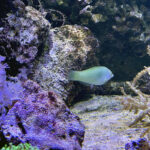 28.01.2023. Chrusty. Oceanika - zespół wielkoformatowych akwariów / Fot. Robert Felczak – Radio Kielce