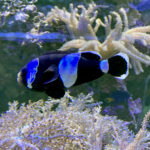 28.01.2023. Chrusty. Oceanika - zespół wielkoformatowych akwariów / Fot. Robert Felczak – Radio Kielce