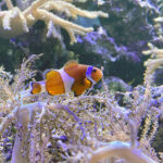 28.01.2023. Chrusty. Oceanika - zespół wielkoformatowych akwariów / Fot. Robert Felczak – Radio Kielce