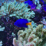 28.01.2023. Chrusty. Oceanika - zespół wielkoformatowych akwariów / Fot. Robert Felczak – Radio Kielce