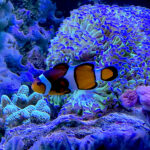 28.01.2023. Chrusty. Oceanika - zespół wielkoformatowych akwariów / Fot. Robert Felczak – Radio Kielce