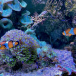 28.01.2023. Chrusty. Oceanika - zespół wielkoformatowych akwariów / Fot. Robert Felczak – Radio Kielce