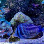 28.01.2023. Chrusty. Oceanika - zespół wielkoformatowych akwariów / Fot. Robert Felczak – Radio Kielce