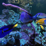 28.01.2023. Chrusty. Oceanika - zespół wielkoformatowych akwariów / Fot. Robert Felczak – Radio Kielce