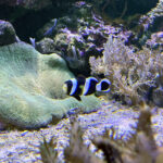 28.01.2023. Chrusty. Oceanika - zespół wielkoformatowych akwariów / Fot. Robert Felczak – Radio Kielce