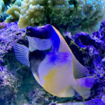 28.01.2023. Chrusty. Oceanika - zespół wielkoformatowych akwariów / Fot. Robert Felczak – Radio Kielce