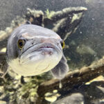 28.01.2023. Chrusty. Oceanika - zespół wielkoformatowych akwariów / Fot. Robert Felczak – Radio Kielce