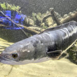 28.01.2023. Chrusty. Oceanika - zespół wielkoformatowych akwariów / Fot. Robert Felczak – Radio Kielce