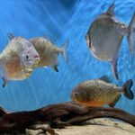 28.01.2023. Chrusty. Oceanika - zespół wielkoformatowych akwariów / Fot. Robert Felczak – Radio Kielce