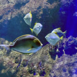 28.01.2023. Chrusty. Oceanika - zespół wielkoformatowych akwariów / Fot. Robert Felczak – Radio Kielce