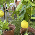 Cytryna to przyjaciel w kuchni