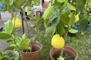 Pomarańcze, cytryny i grejpfruty w roli głównej