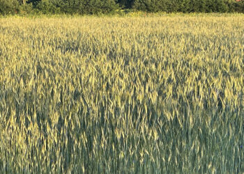 ARiMR zbiera od rolników informacje dotyczące zbóż - Radio Kielce