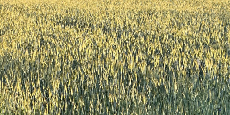 ARiMR zbiera od rolników informacje dotyczące zbóż - Radio Kielce