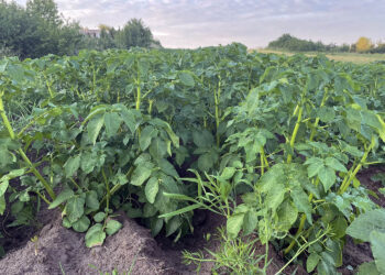 Ziemniaki / Fot. Marcin Przemirski - Radio Kielce