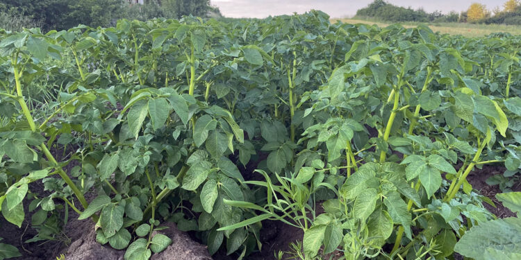 Ziemniaki / Fot. Marcin Przemirski - Radio Kielce