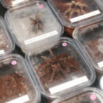 22.01.2023. Kielce. Targi Kielce. Targi terrarystyczne Exotic Fest / Fot. Wiktor Taszłow - Radio Kielce