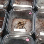 22.01.2023. Kielce. Targi Kielce. Targi terrarystyczne Exotic Fest / Fot. Wiktor Taszłow - Radio Kielce