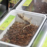 22.01.2023. Kielce. Targi Kielce. Targi terrarystyczne Exotic Fest / Fot. Wiktor Taszłow - Radio Kielce