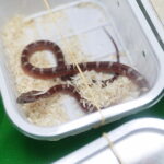 22.01.2023. Kielce. Targi Kielce. Targi terrarystyczne Exotic Fest / Fot. Wiktor Taszłow - Radio Kielce