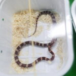 22.01.2023. Kielce. Targi Kielce. Targi terrarystyczne Exotic Fest / Fot. Wiktor Taszłow - Radio Kielce