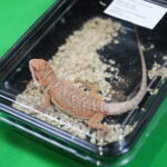 22.01.2023. Kielce. Targi Kielce. Targi terrarystyczne Exotic Fest / Fot. Wiktor Taszłow - Radio Kielce