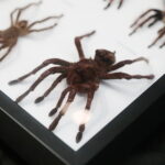 22.01.2023. Kielce. Targi Kielce. Targi terrarystyczne Exotic Fest / Fot. Wiktor Taszłow - Radio Kielce