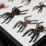 Targi Kielce zapraszają na Exotic Fest