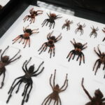 22.01.2023. Kielce. Targi Kielce. Targi terrarystyczne Exotic Fest / Fot. Wiktor Taszłow - Radio Kielce