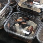 22.01.2023. Kielce. Targi Kielce. Targi terrarystyczne Exotic Fest / Fot. Wiktor Taszłow - Radio Kielce