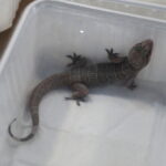 22.01.2023. Kielce. Targi Kielce. Targi terrarystyczne Exotic Fest / Fot. Wiktor Taszłow - Radio Kielce