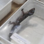 22.01.2023. Kielce. Targi Kielce. Targi terrarystyczne Exotic Fest / Fot. Wiktor Taszłow - Radio Kielce