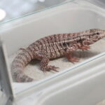 Krocionogi i agamy na wyciagnięcie ręki