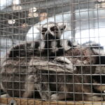 22.01.2023. Kielce. Targi Kielce. Targi terrarystyczne Exotic Fest / Fot. Wiktor Taszłow - Radio Kielce