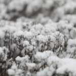 30.01.2023. Kielce. Zima / Fot. Wiktor Taszłow - Radio Kielce