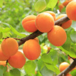 W tym roku będzie mało moreli