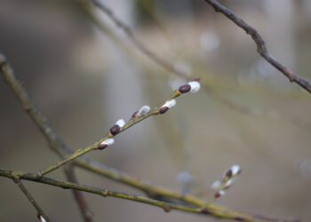 Nietypowa pogoda zimowa. Jak wpłynie na jakość upraw w Polsce? - Radio Kielce