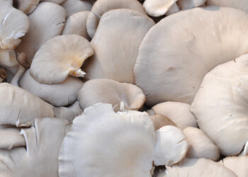 Na grzyby nawet zimą - Radio Kielce Boczniaki / Fot. canva.com