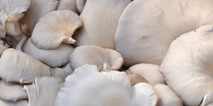 Na grzyby nawet zimą - Radio Kielce Boczniaki / Fot. canva.com