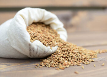 Przetwórcy nie są zainteresowani zakupem ziarna - Radio Kielce