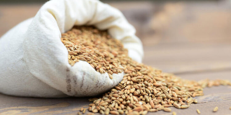 Przetwórcy nie są zainteresowani zakupem ziarna - Radio Kielce