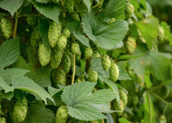 Dofinansowanie wymiany słupów chmielowych impregnowanych kreozotem – wnioski od 15 lutego - Radio Kielce