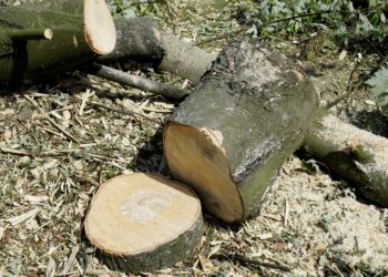 Nowe zasady wycinki drzew w 2023 roku - Radio Kielce