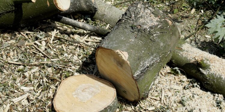 Nowe zasady wycinki drzew w 2023 roku - Radio Kielce