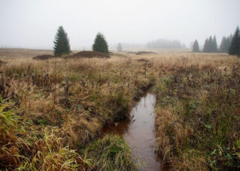 Przywrócenie funkcji torfowisk w obiegu wody wymaga działań na dużą skalę - Radio Kielce