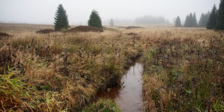Przywrócenie funkcji torfowisk w obiegu wody wymaga działań na dużą skalę - Radio Kielce Przywrócenie funkcji torfowisk w obiegu wody wymaga działań na dużą skalę - Radio Kielce