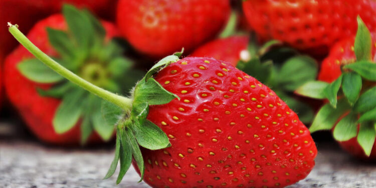 Nowe odmiany truskawek. Co posadzić i zbierać w tym sezonie? - Radio Kielce Truskawki / Fot. Pixabay