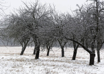 Trwa cięcie drzewek w sadzie w Dankowie Dużym - Radio Kielce